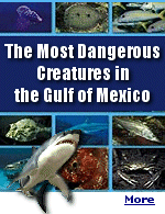 As for sharks in the Gulf of Mexico, there are Great White, Tiger, and Bull Sharks. You're most likely to encounter the bull shark, but that is pretty rare, as long as you avoid early morning or late evening swims when they feed. The real danger can come from Stingrays, Lionfish, Sea Urchins, Hardhead Catfish, Jellyfish, or Barracudas.